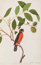 Schwarzroter Breitrachen aus Zeichnungen von Vögeln aus Malakka, ca. 1805-18